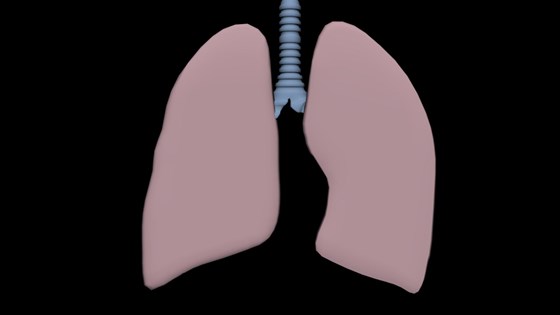 3D: Lungs